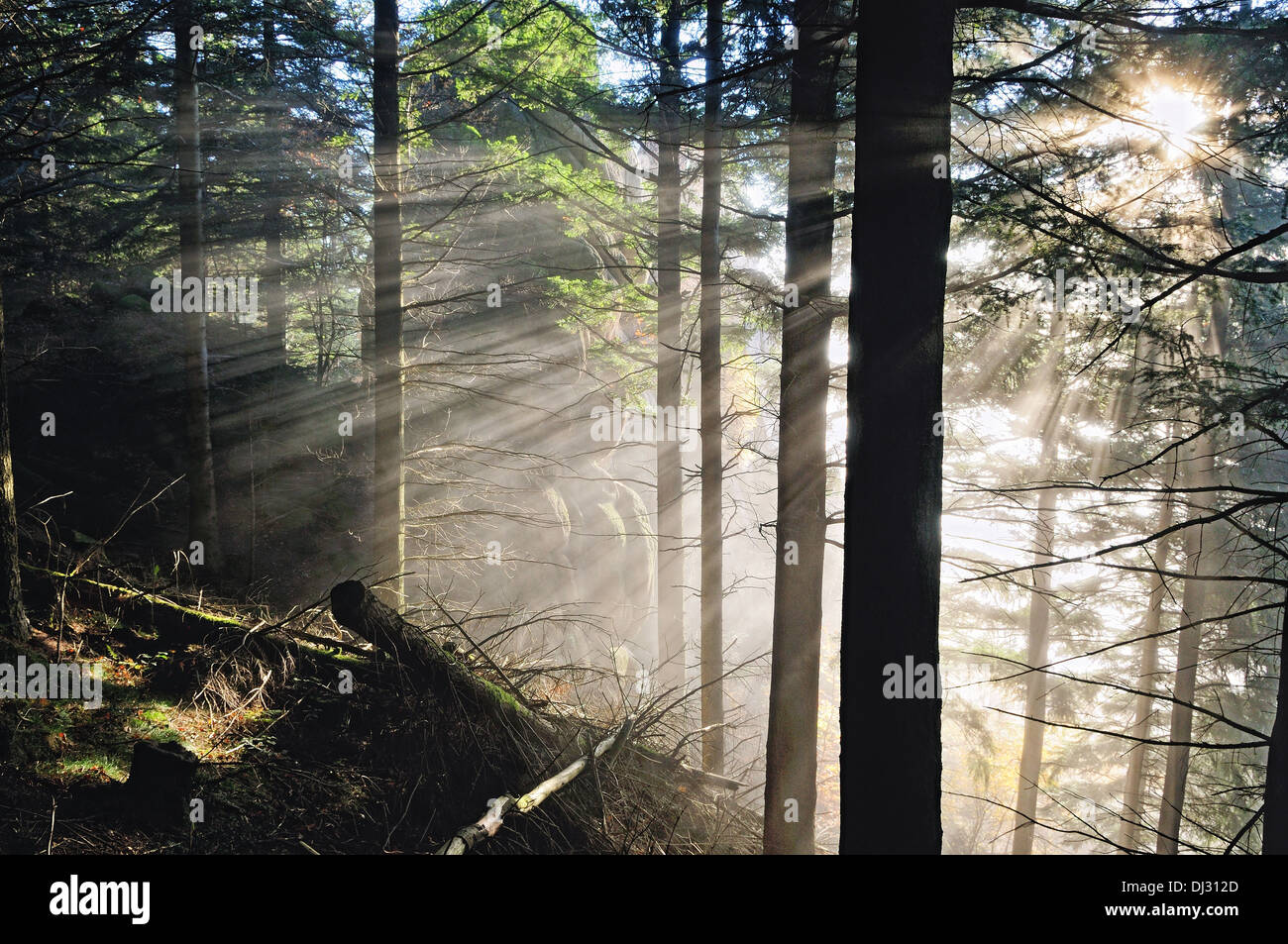 Sunbeam in the cloud forest Stock Photo