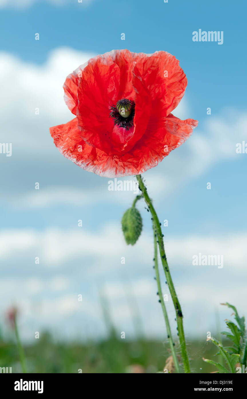 Red Poppy against blue sky Stock Photo - Alamy