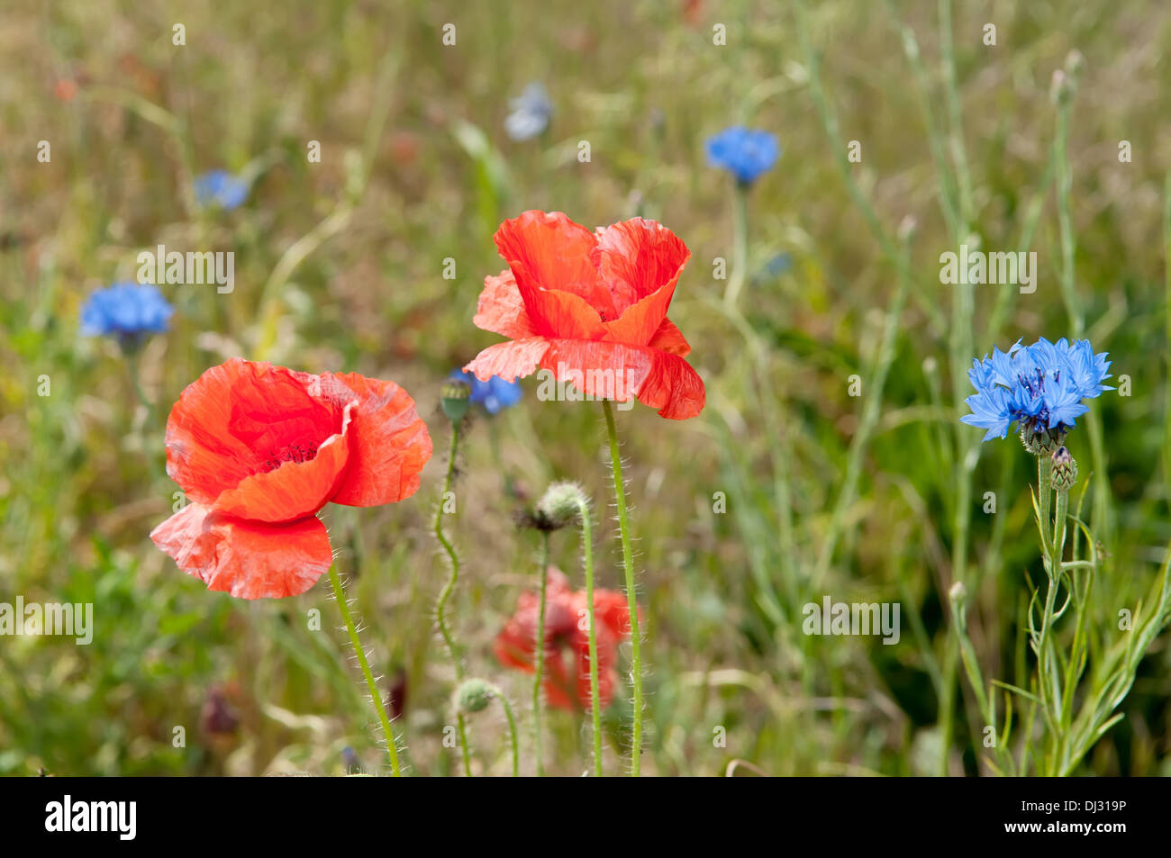 Red Poppy on a field of flowers Stock Photo - Alamy