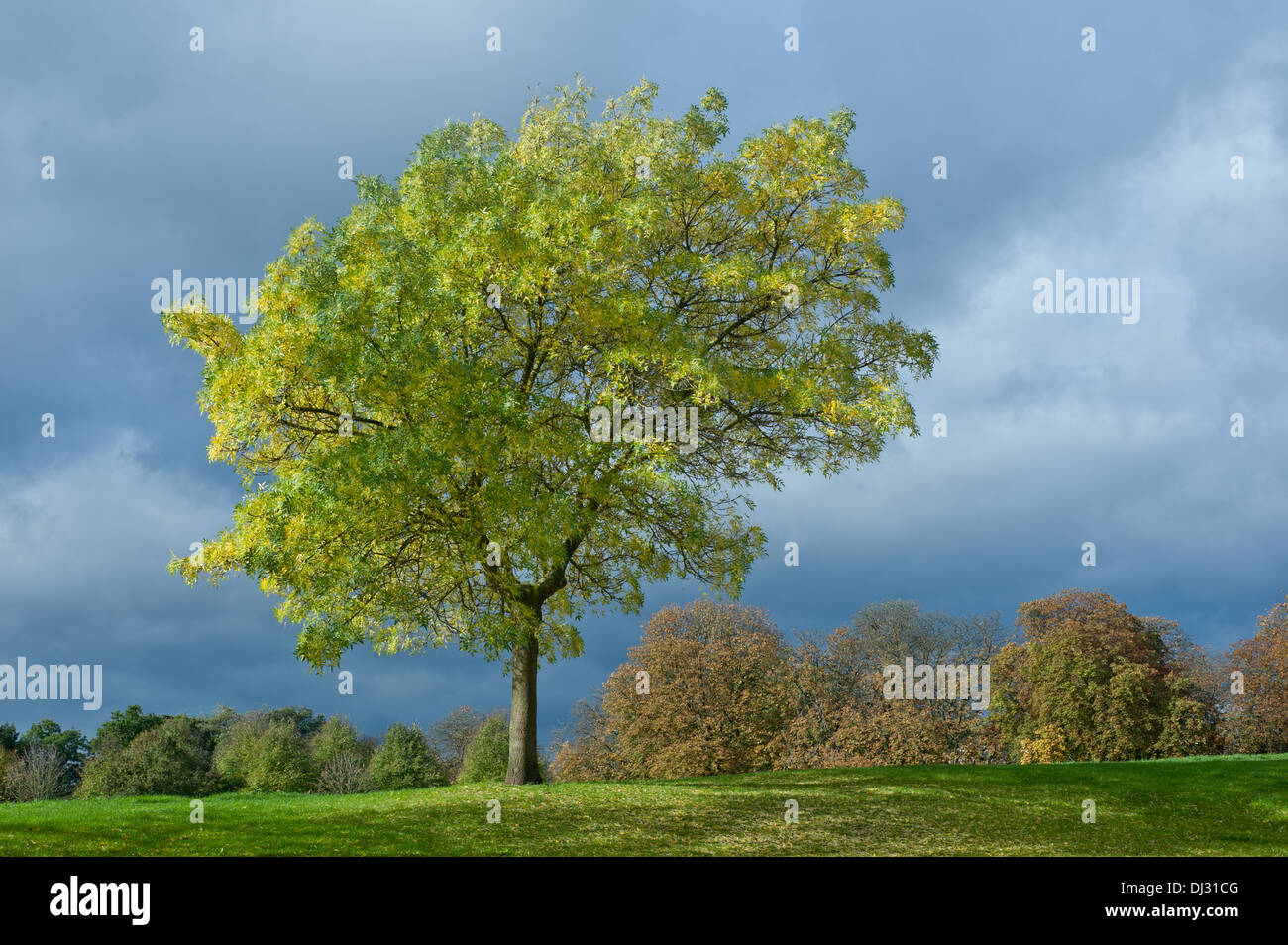 Tree blowing in the wind hires stock photography and images Alamy