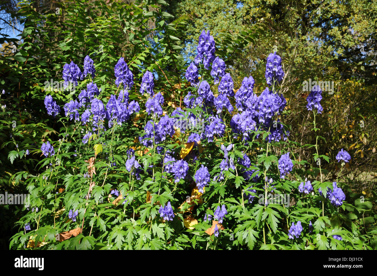 Chinese aconites Stock Photo