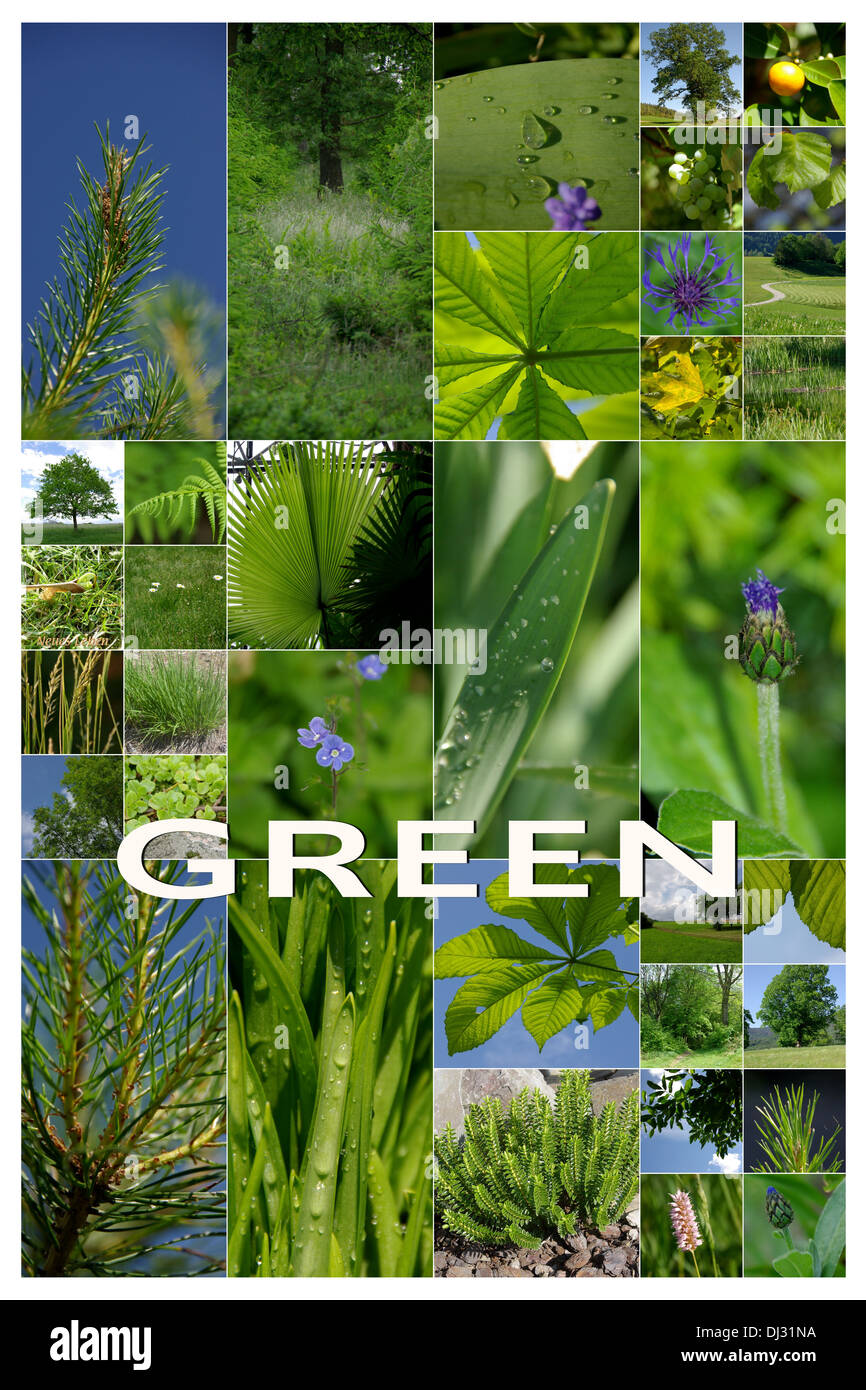 Green Stock Photo