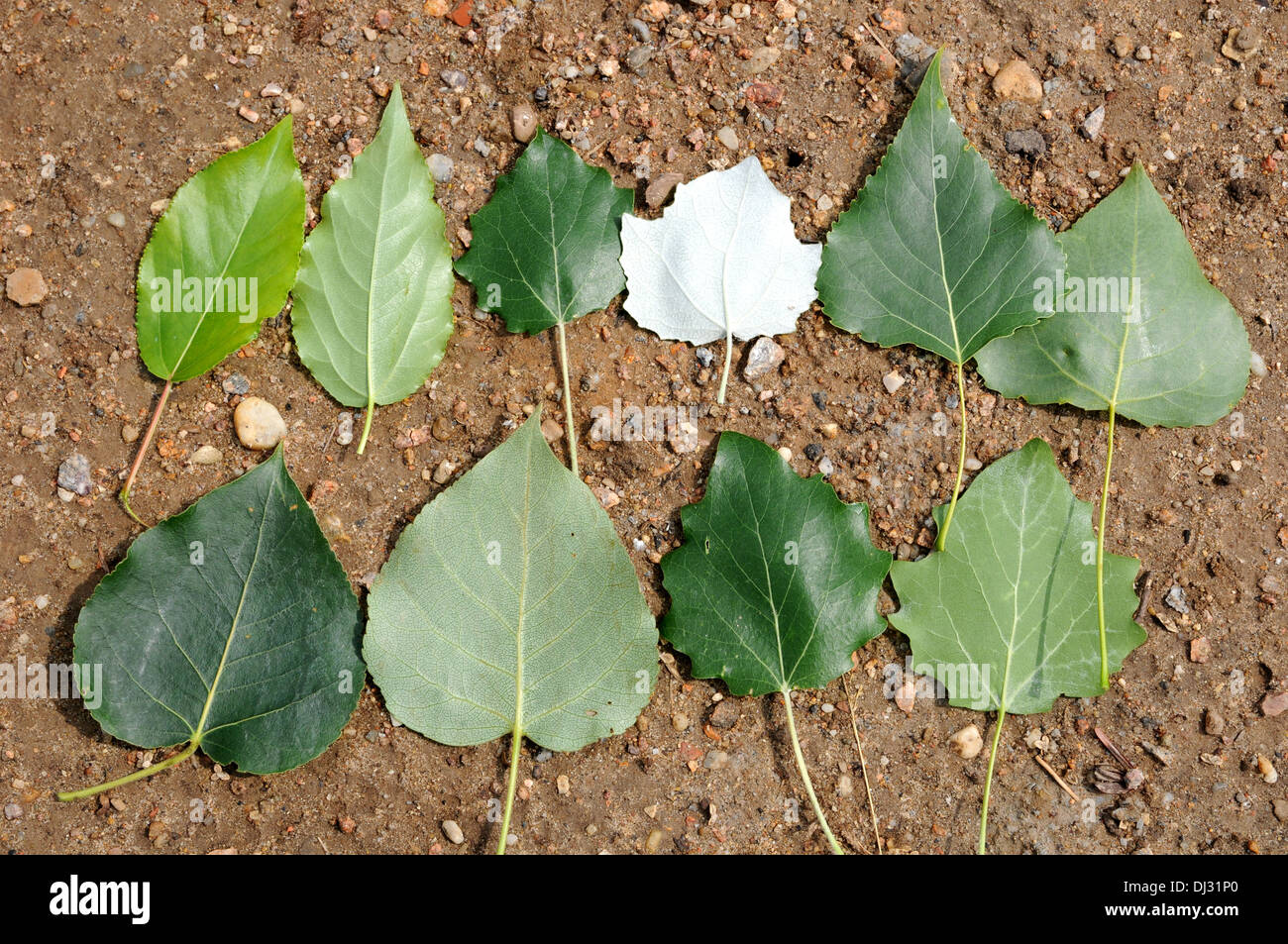 Poplar-leaves Stock Photo