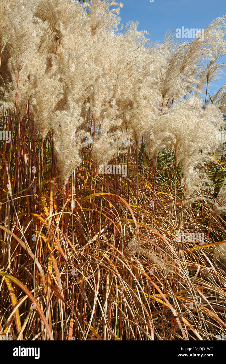Chinese silver grass Stock Photo Alamy