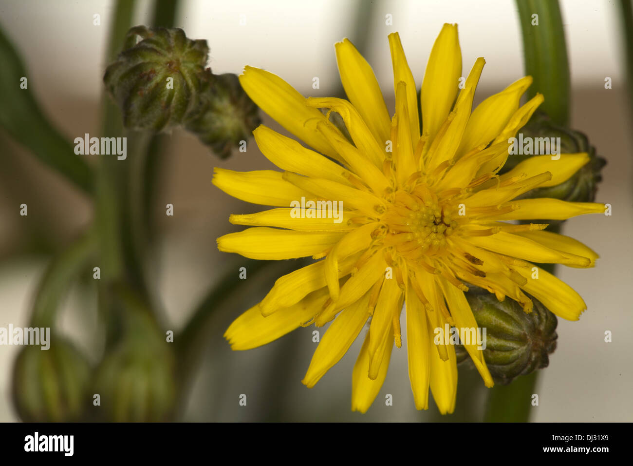 Rough Hawksbeard, Crepis biennis Stock Photo