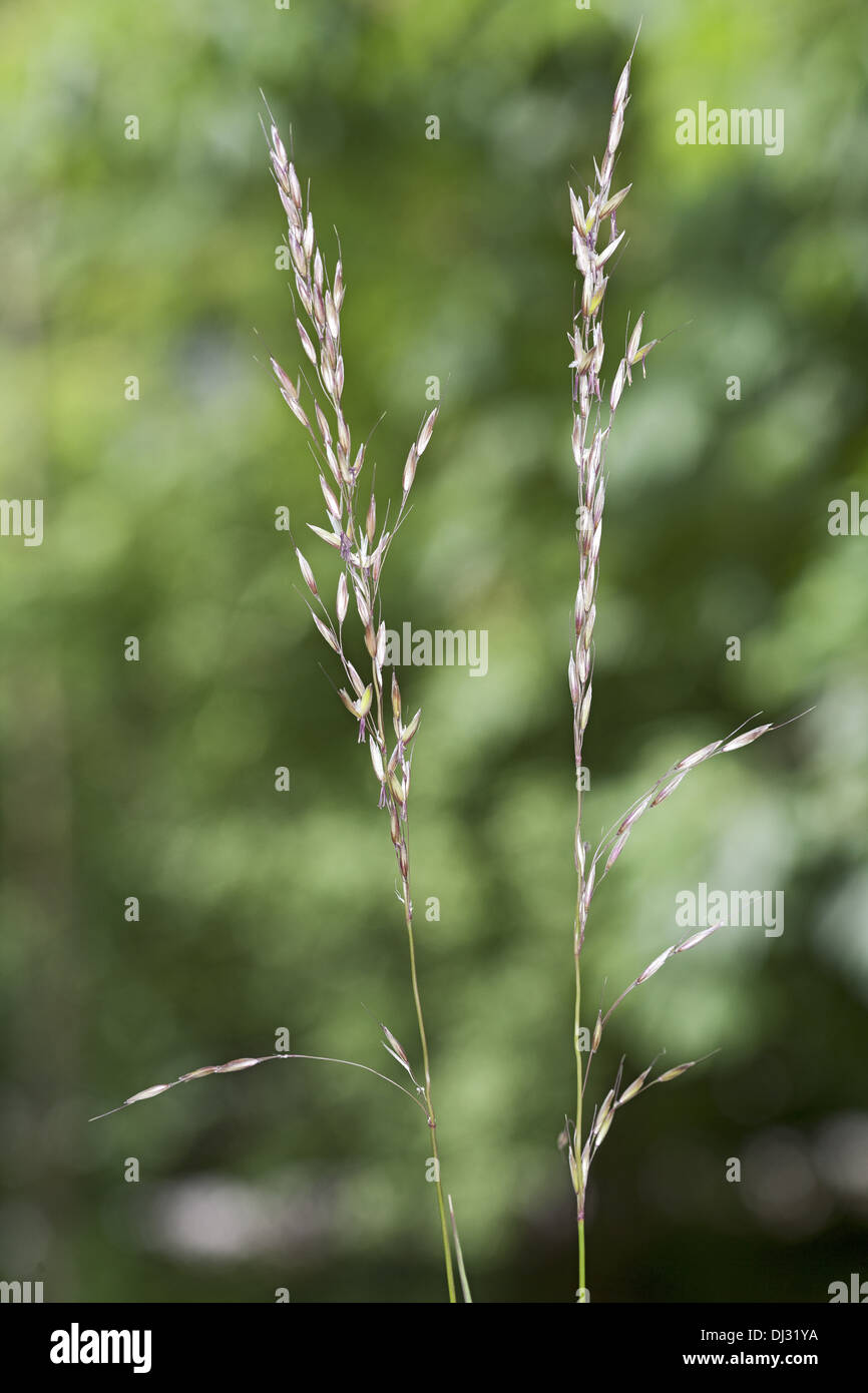 Arrhentherum elatius, False Oat-Grass Stock Photo