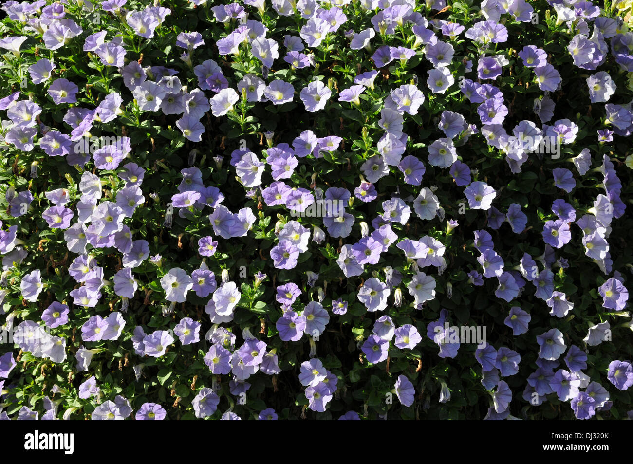 Petunia Stock Photo