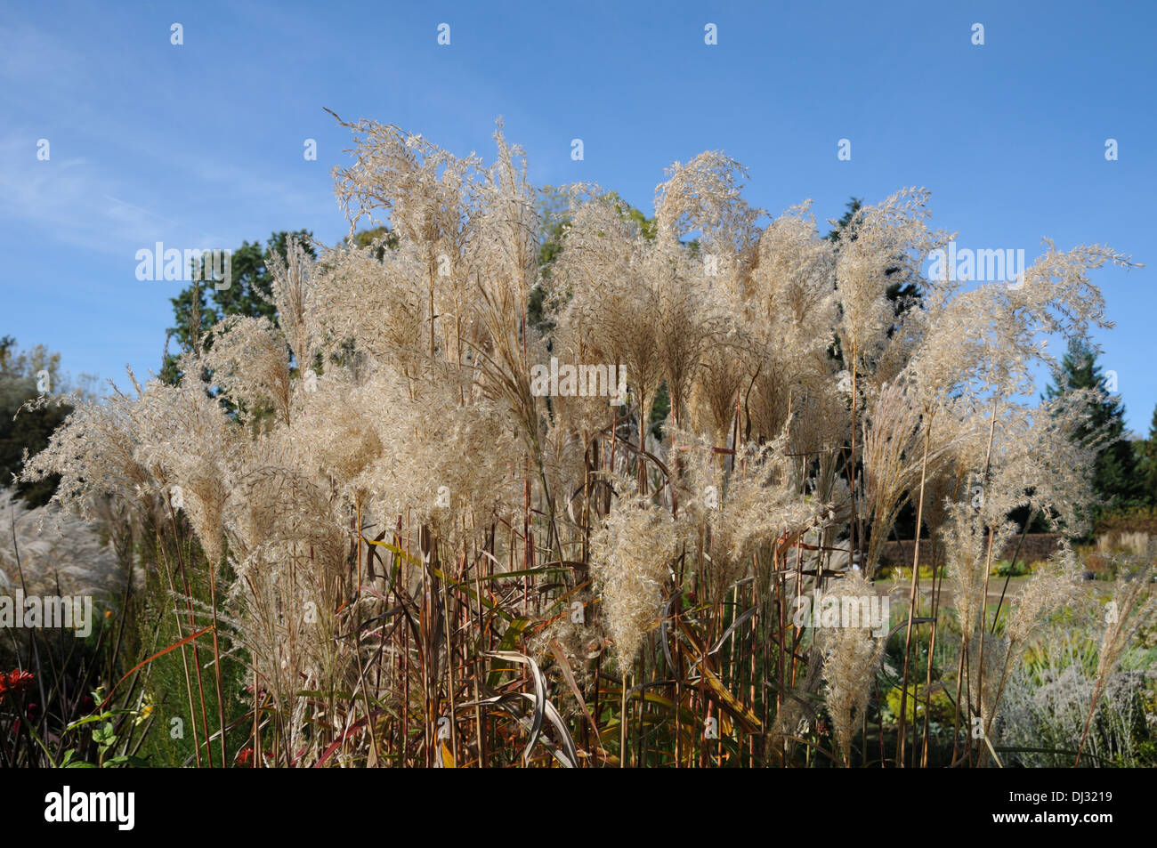 Chinese silver grass Stock Photo Alamy