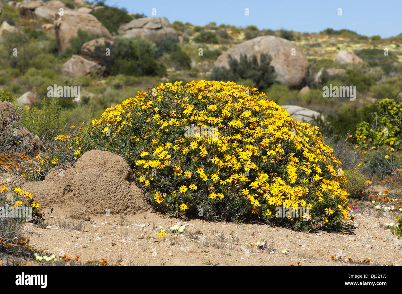Yellow-flowering shrub of Skaapbos Stock Photo