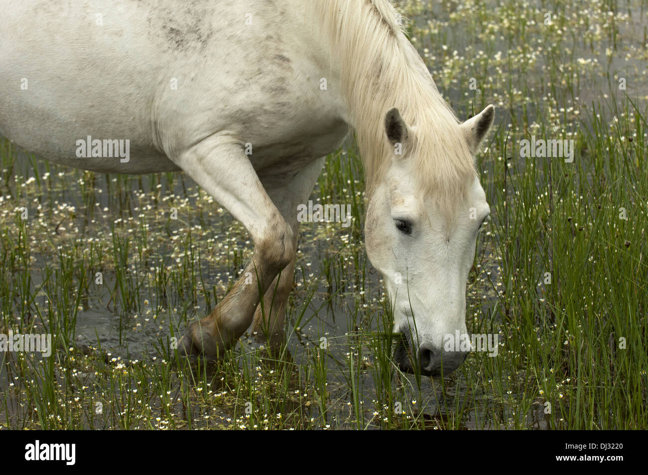 Camargue horse foraging in a wetland Stock Photo