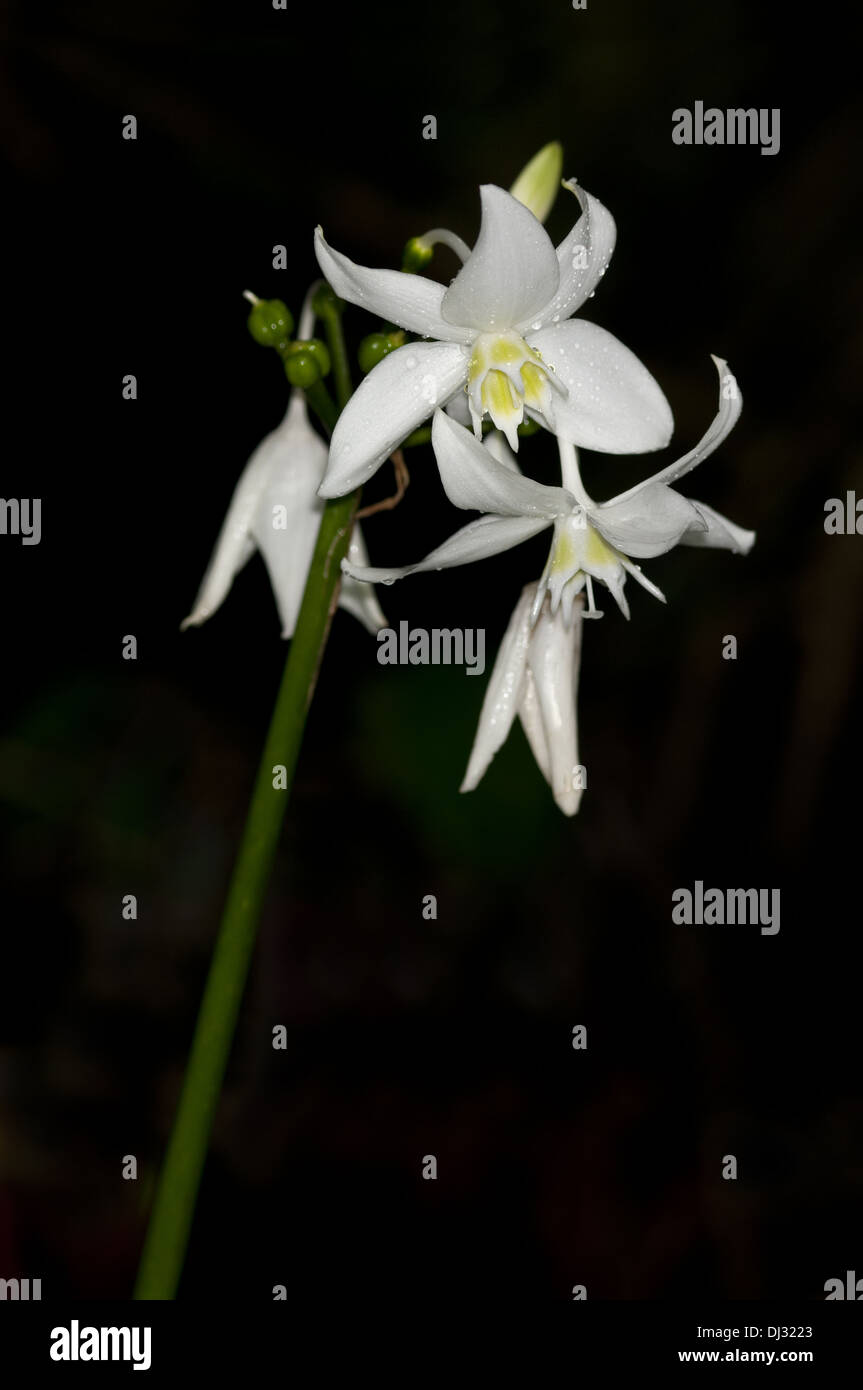 Amazon Lily, Eucharis grandiflora Stock Photo