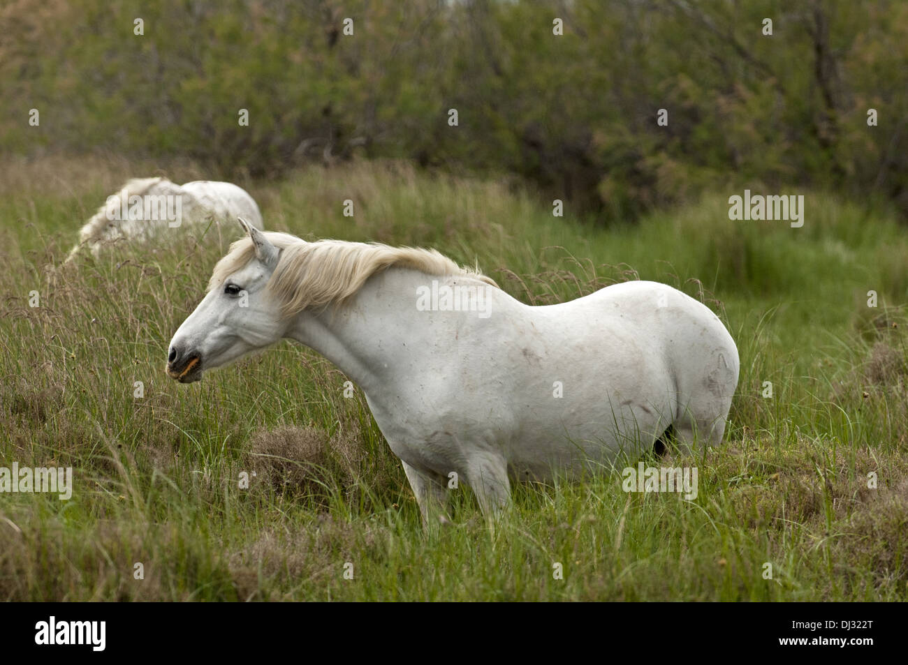 Semi-wild Camargue horses Stock Photo