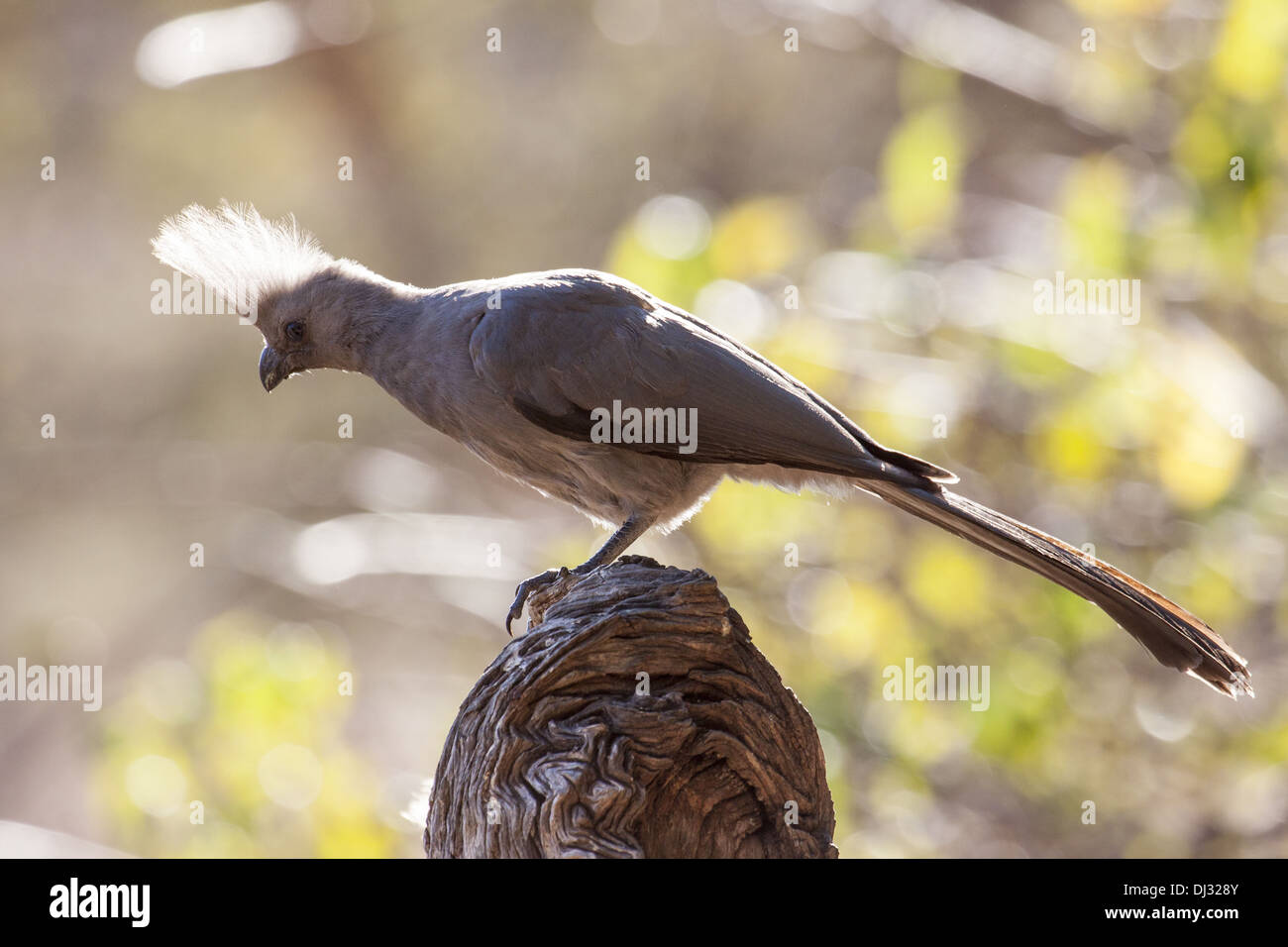 Gray bird noise (Corythaixoides concolor) Stock Photo