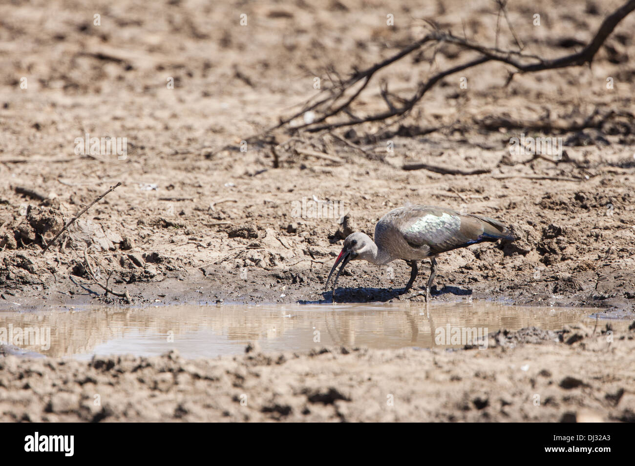 South African birds at the waterhole Stock Photo