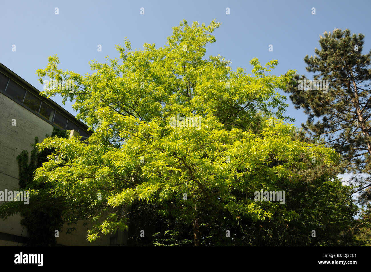 Shingle oak Stock Photo
