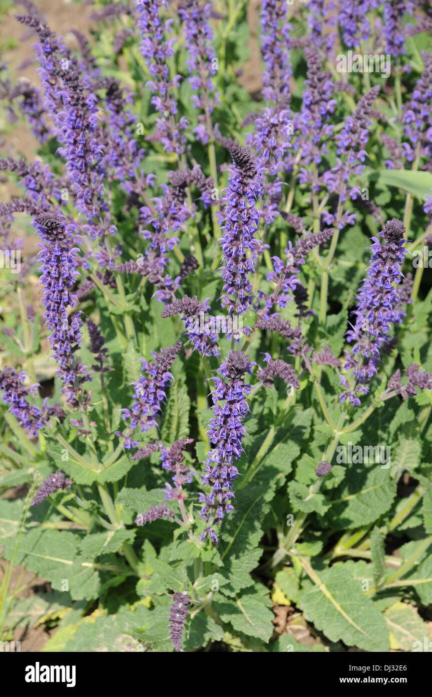 Salvia nemorosa mainacht hi-res stock photography and images - Alamy