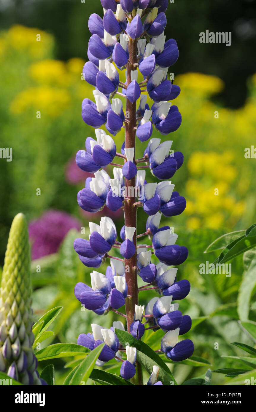 Lupin Stock Photo - Alamy