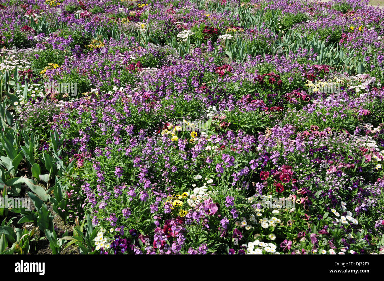 Wallflower Stock Photo