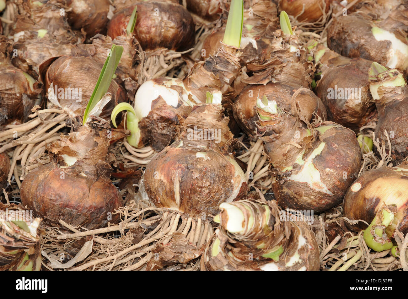 Amaryllis Stock Photo