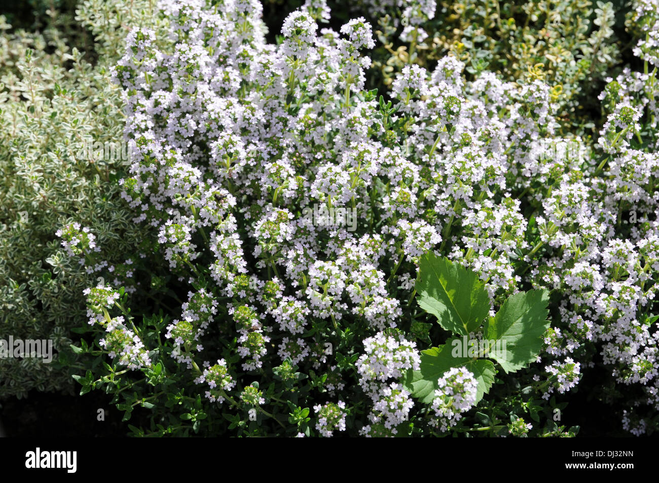 Thyme Stock Photo Alamy
