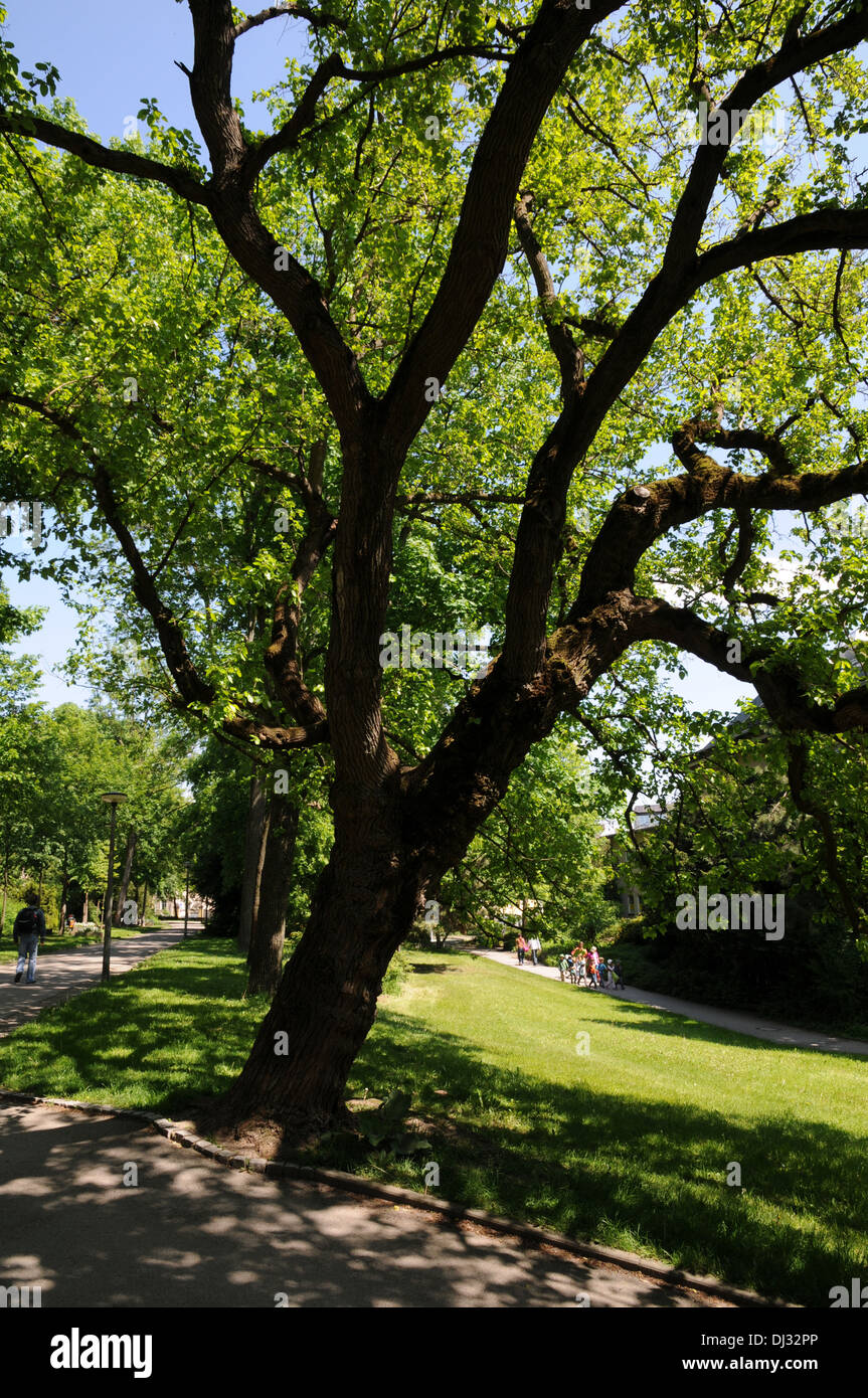 White mulberry Stock Photo