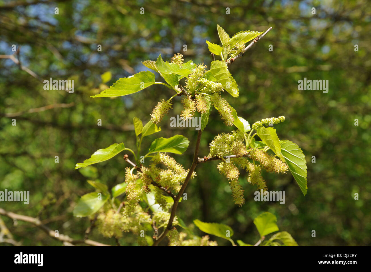 White mulberry Stock Photo