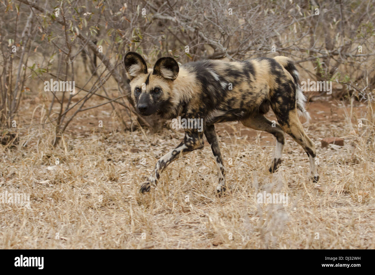 African wild dog (Lycaon pictus) Stock Photo