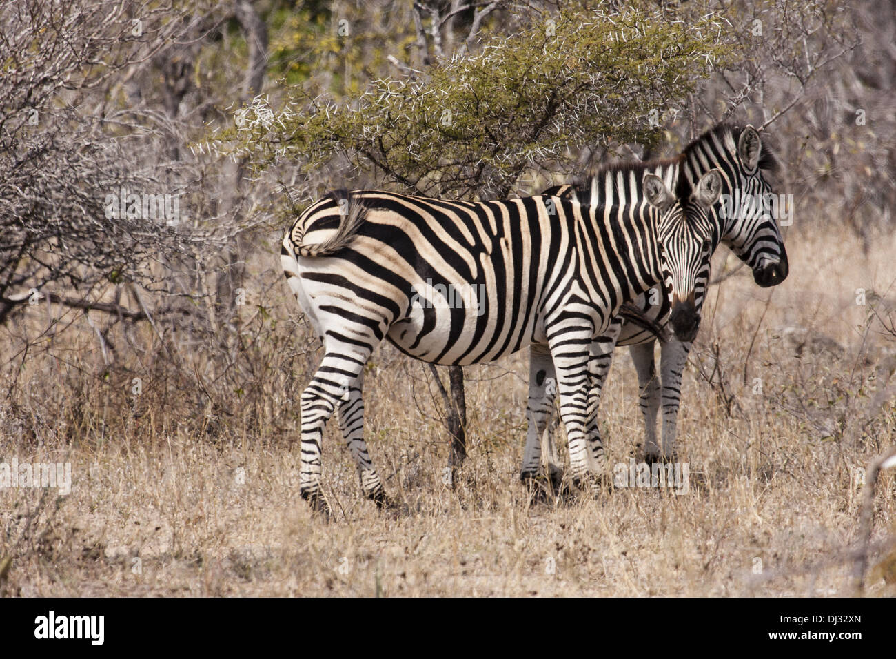 Plains Zebra (Equus quagga) Stock Photo