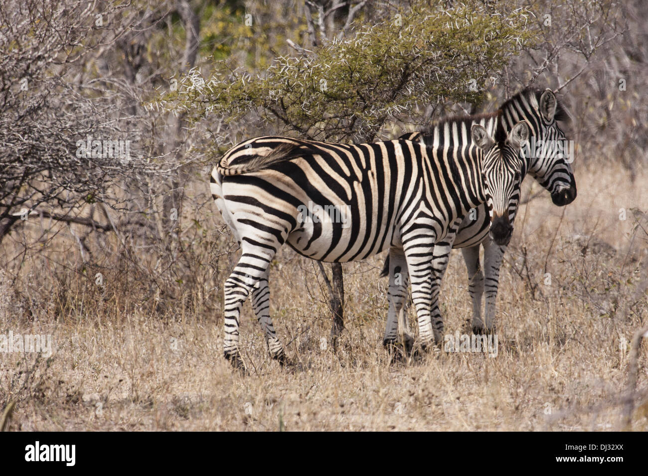 Plains Zebra (Equus quagga Stock Photo - Alamy
