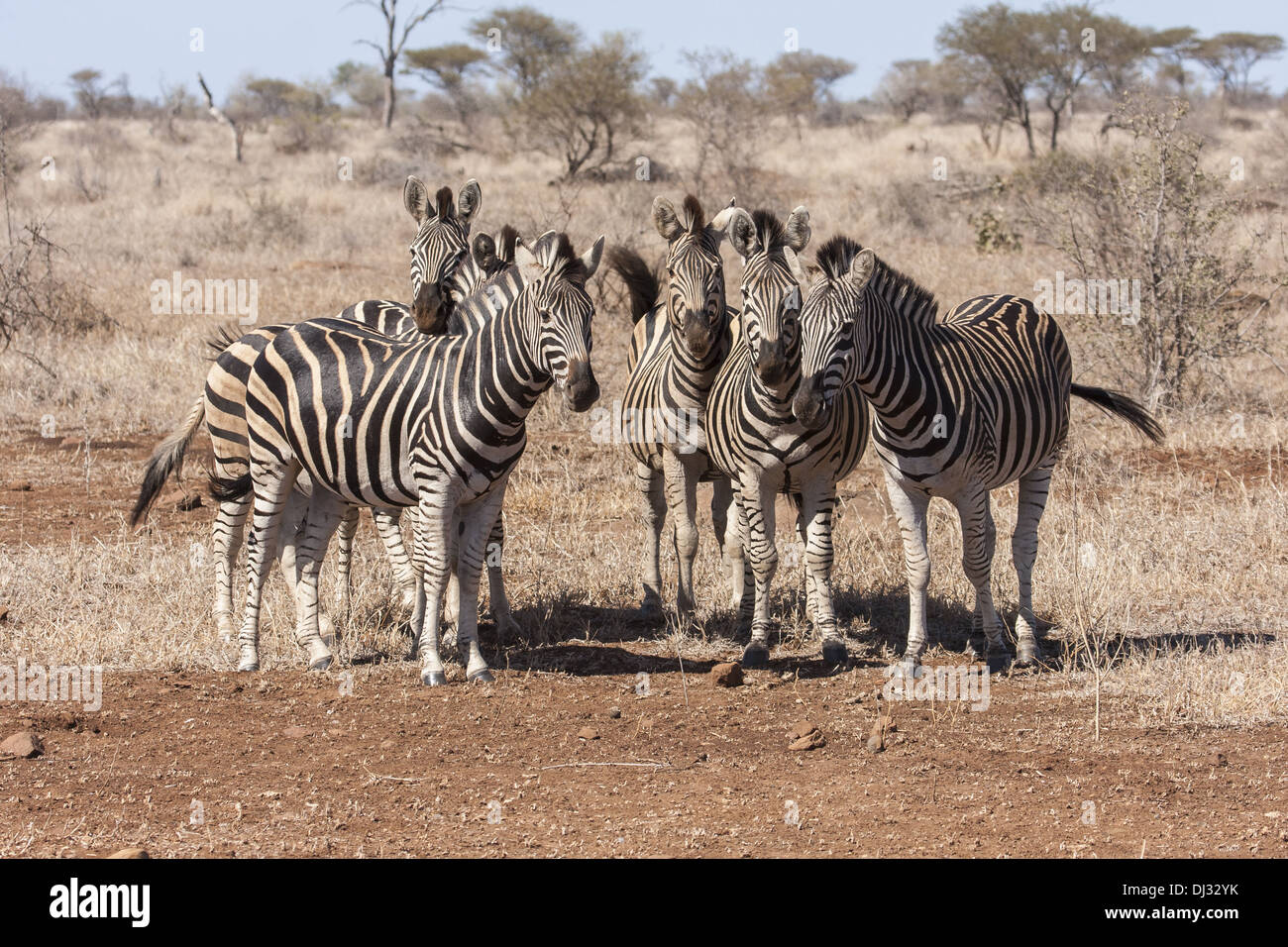 Plains Zebra (Equus quagga) Stock Photo