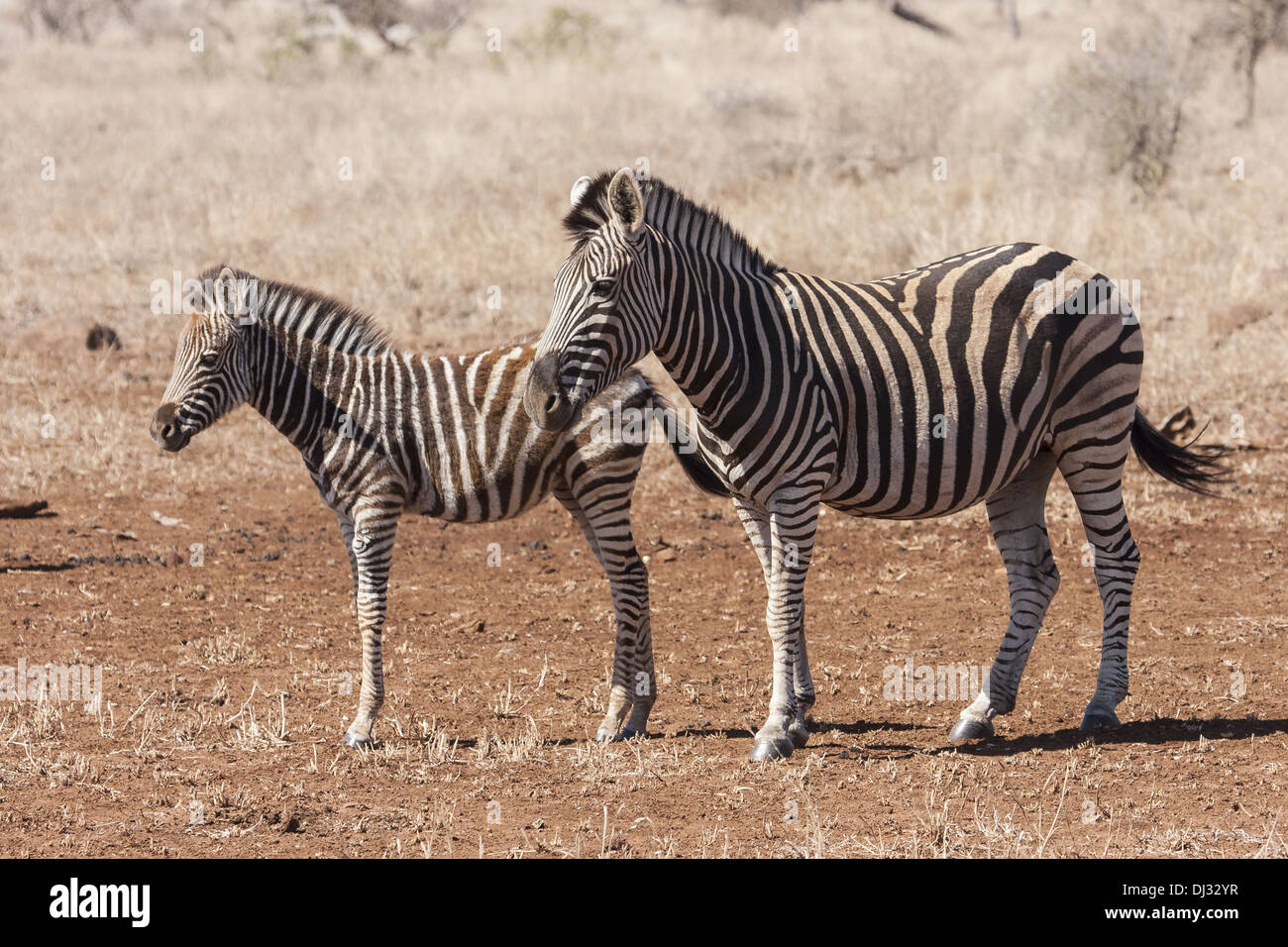 Plains Zebra (Equus quagga) Stock Photo