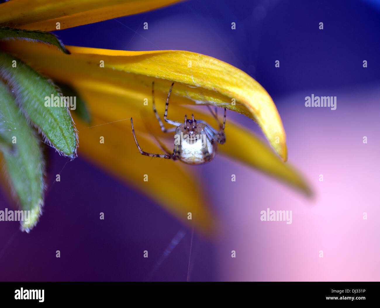Garden spider weaving a web under the petal of a Rudbeckia flower Stock Photo