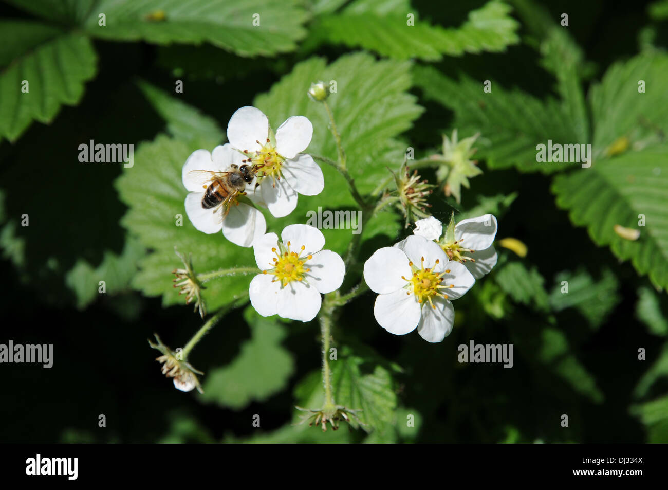 Bee strawberry hi-res stock photography and images - Alamy