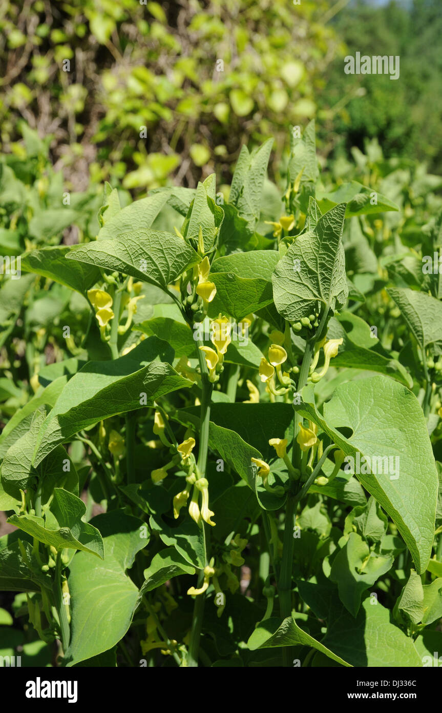 Birthwort Stock Photo