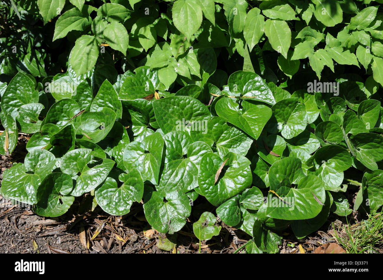 Wild ginger Stock Photo Alamy