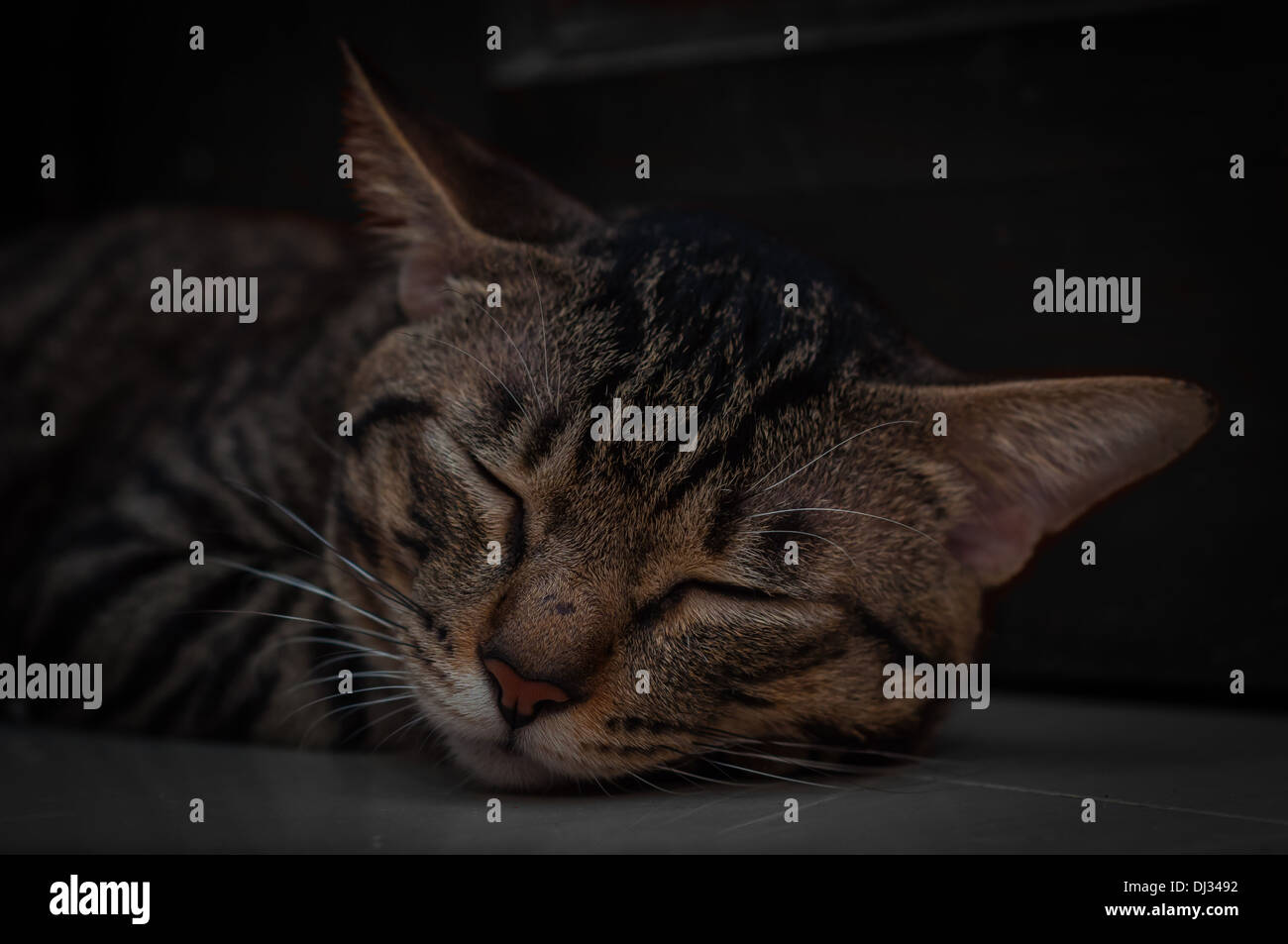 cat napping Stock Photo