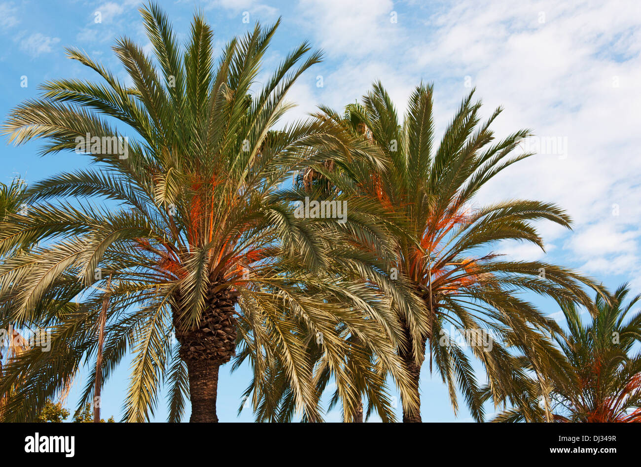 View of Palm trees in Barcelona Catalonia, Spain Stock Photo Alamy