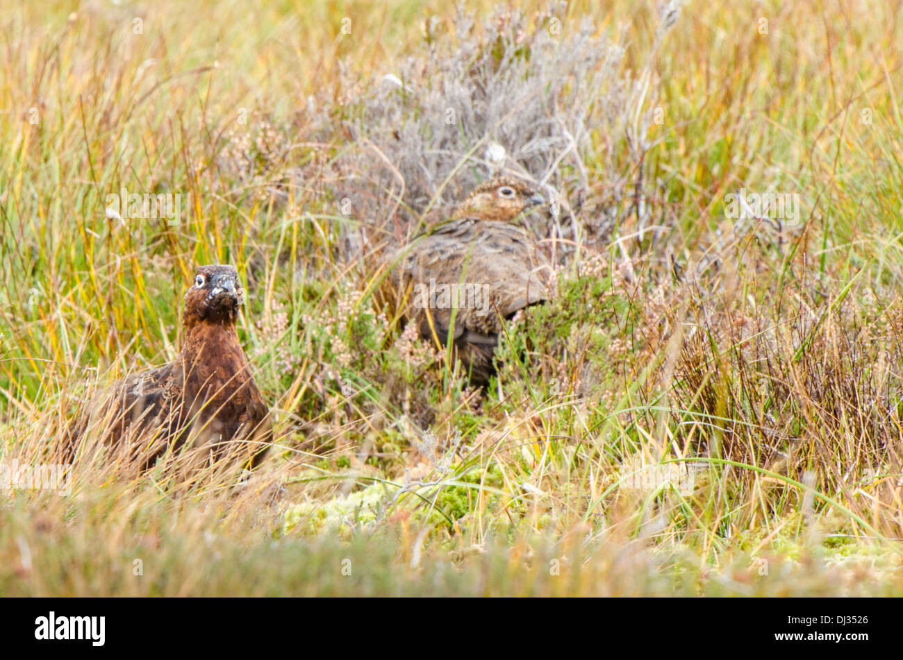 Male and female in moorland grasses Stock Photo