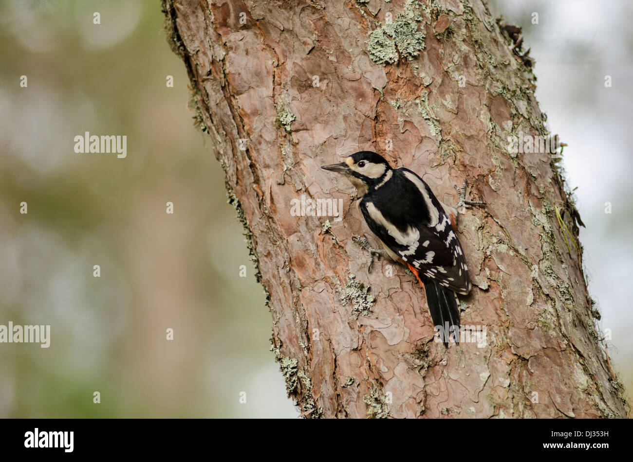 Bird on trunk of tree in landscape view. Stock Photo