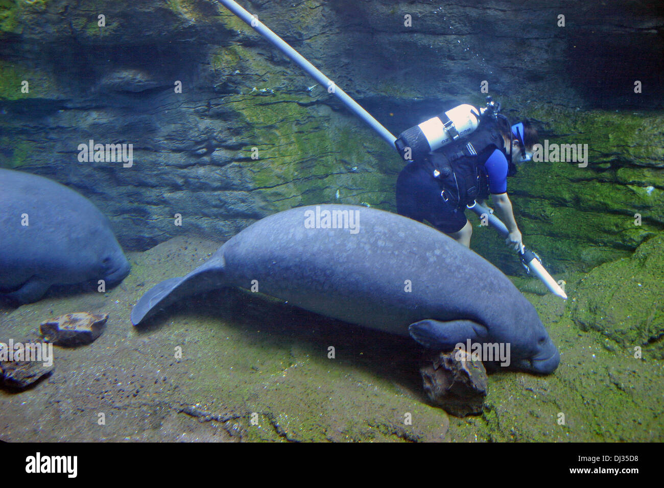 A diver cleans out the manatee pool in Seaworld, Orlando, Florida