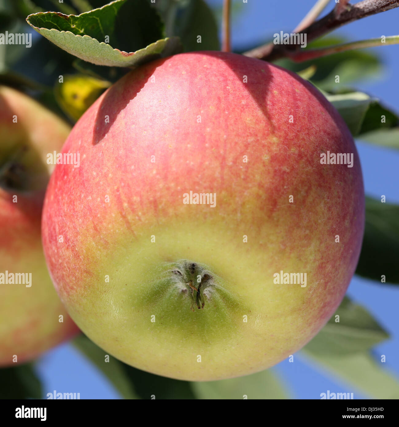 Apple hanging on the branch of an apple tree in autumn Stock Photo