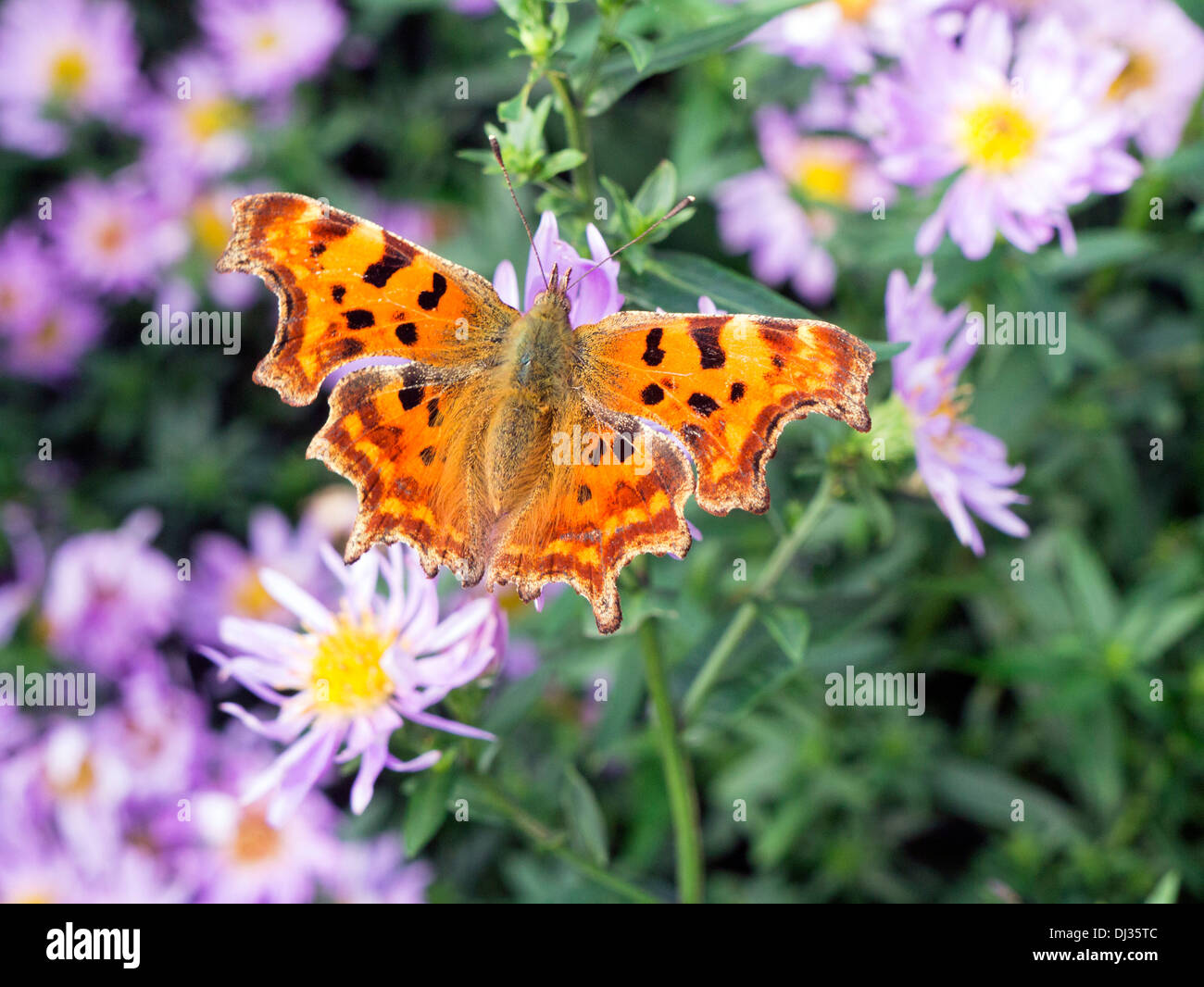 Comma butterfly hi-res stock photography and images - Alamy