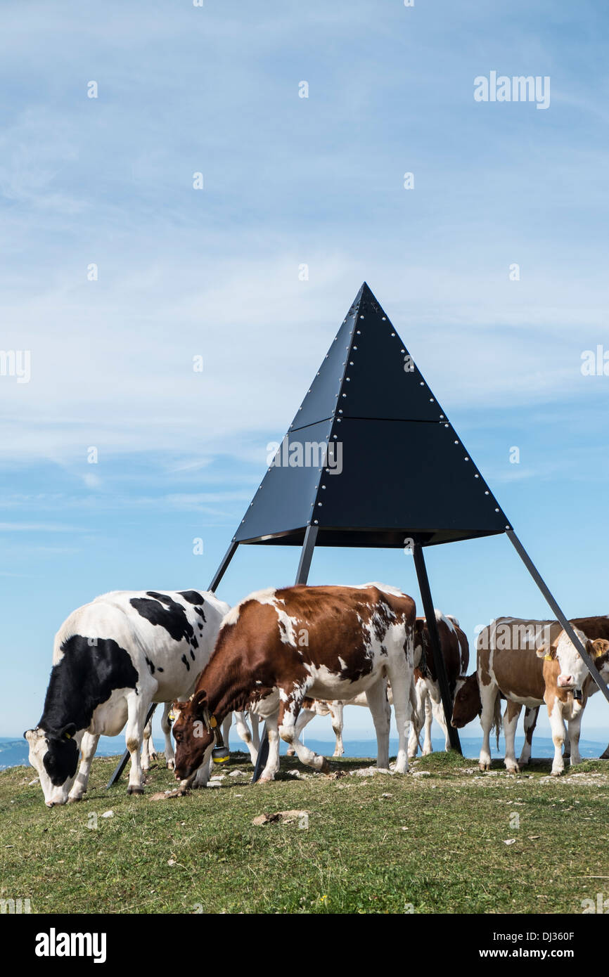 Trig point in Switzerland with cows Stock Photo