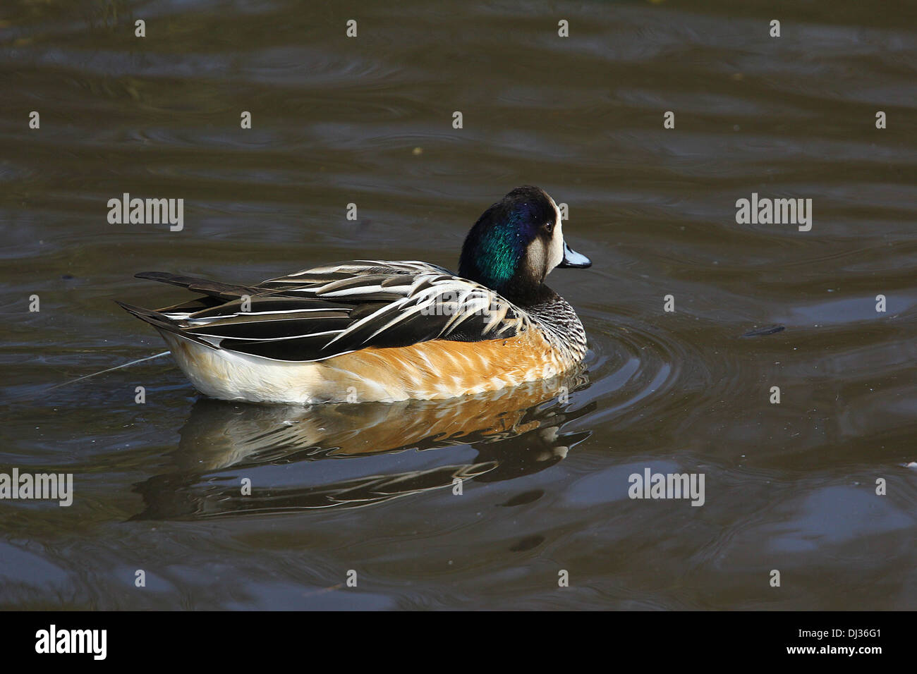 Ruddy Duck Stock Photo