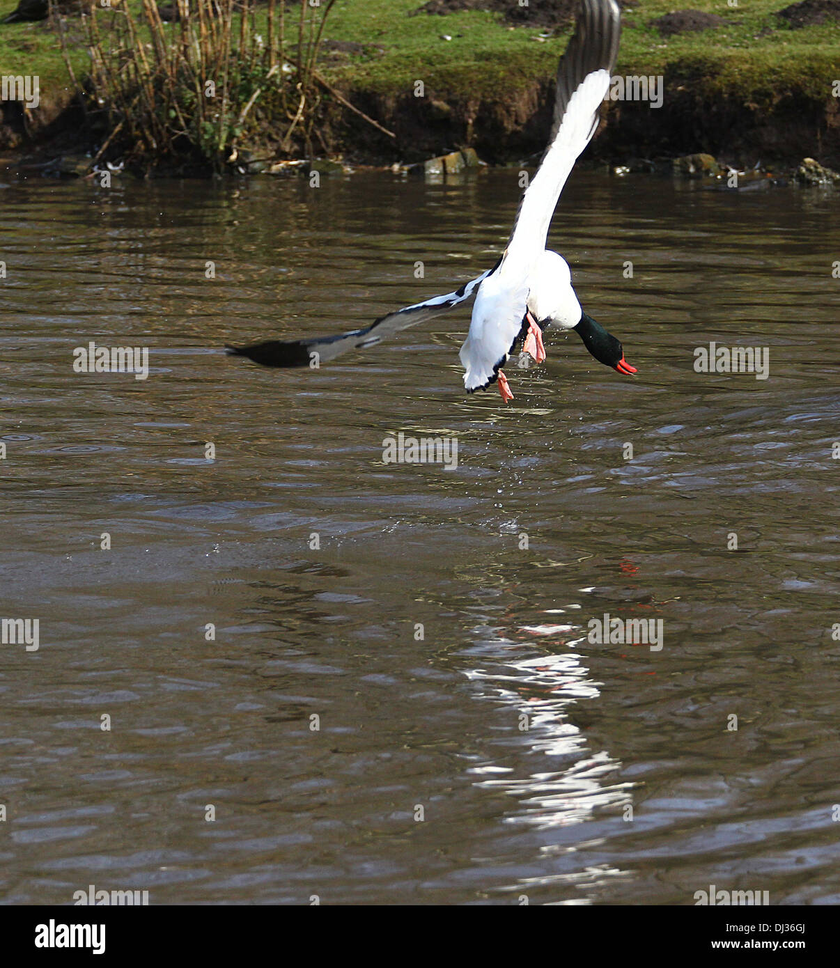 About to land hi-res stock photography and images - Alamy
