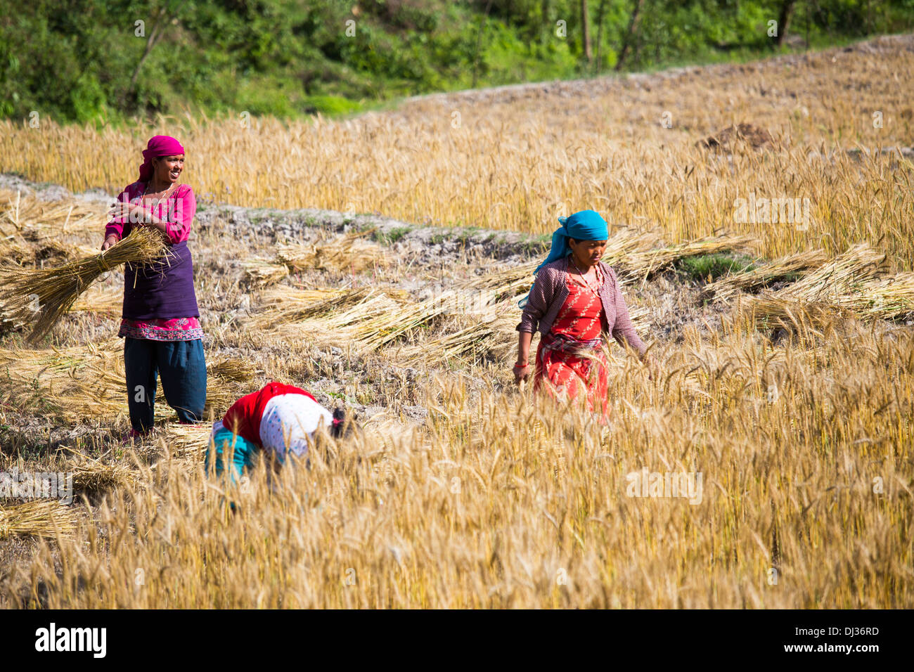 Harvesting wheat near Kathmandu, Nepal Stock Photo