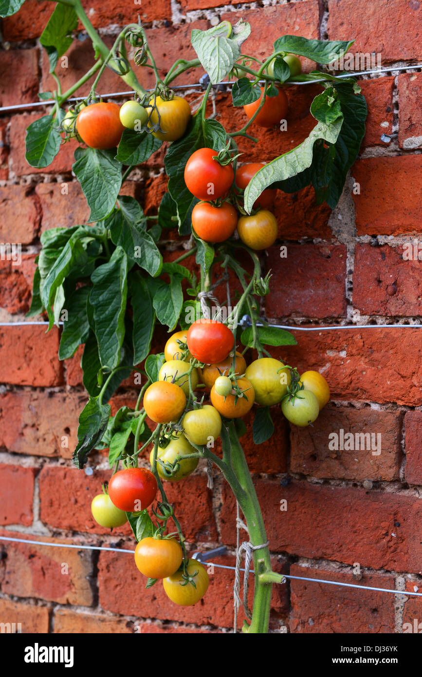 Growing tomatoes uk hires stock photography and images Alamy