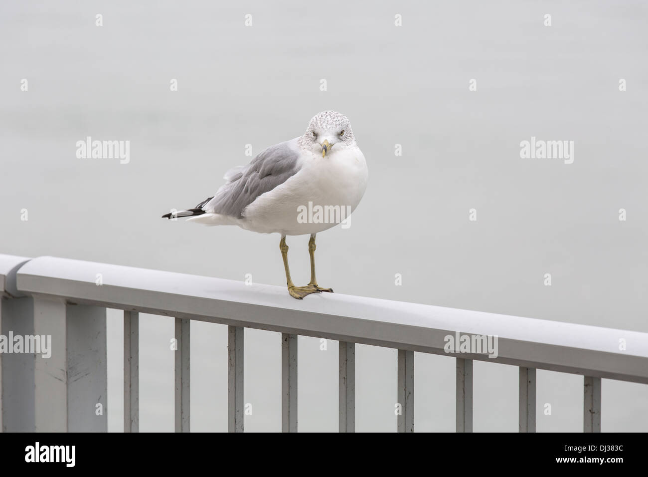 Seagull on river lake bird Stock Photo