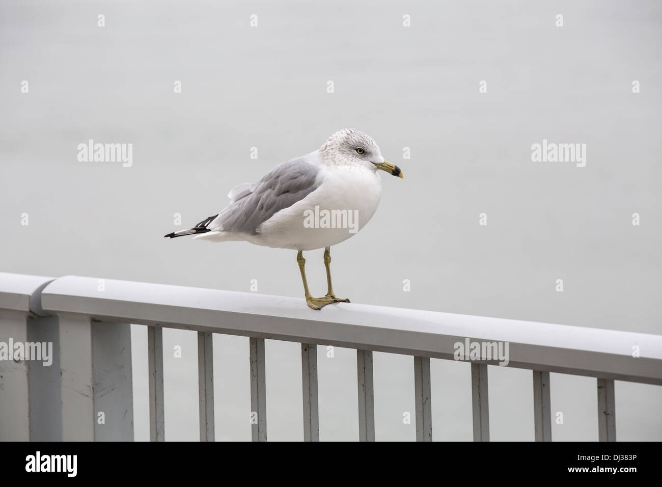 Seagull on river lake bird Stock Photo