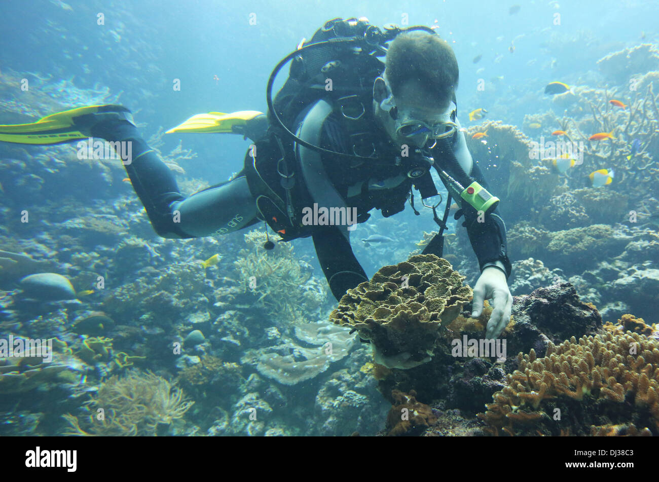 A diver of Burgers' Zoo in Arnhem, Netherlands with the second-largest living coral reef in the world, is 'harvesting' corals from its own huge aquarium for the first time, Wednesday 20 November 2013. Till now, only the little breeding tanks of Burgers' Zoo donated living corals to European zoos. The corals in Burgers' Ocean are doing so well, that the polyps now 'fighting' together, so they have to move to other aquariums. While several coral reefs around the world were threatened, the coral in the Ocean of Burgers' Zoo in the Dutch city Arnhem grows as cabbage. The zoo in Wuppertal, Germany, Stock Photo